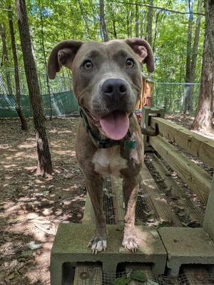 A brown dog with floppy ears and a black nose stands on a wooden bench in a wooded area. The dog's mouth is open, and its tongue is hanging out. The background shows trees and a fence.