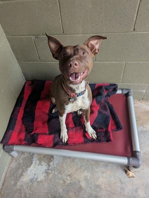 Ruby, adult, available for adoption