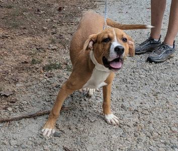 A brown and white dog standing on a gravel surface, with its mouth open and tongue out, appearing happy. The dog is on a leash, and a person's legs and feet are visible in the background.