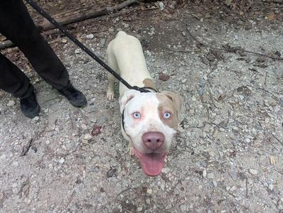 a white dog with blue eyes on a leash, standing on a gravel path
