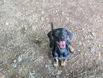Sally, Hound / Bloodhound, young, available for adoption