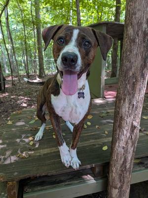 A brown and white dog with a pink tongue sticking out, standing on a wooden deck in a forested area.