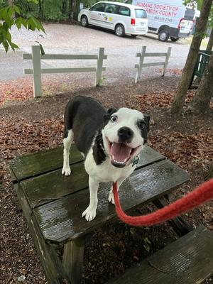 Oreo, available for adoption