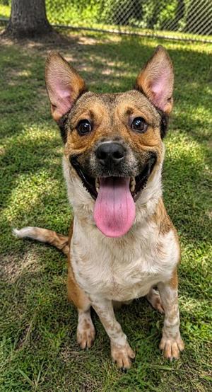 Colt, Mixed Breed, young, available for adoption