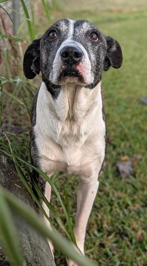 Elenore, Plott Hound Mix, senior, available for adoption