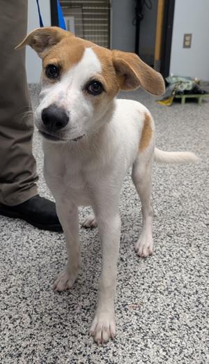 a white and brown dog standing on a speckled floor