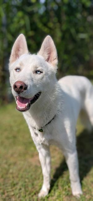Kilo, Siberian Husky Mix, young, available for adoption