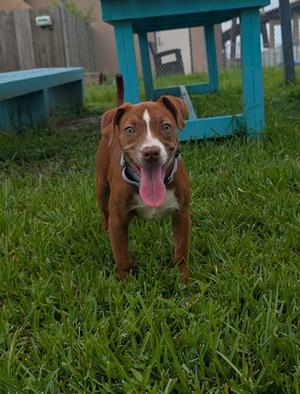 A brown and white dog with a black collar is standing on a grassy lawn, looking directly at the camera with its tongue out. In the background, there is a blue wooden structure and a wooden fence.