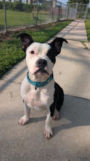 Ace, American Pit Bull Terrier Mix, young, available for adoption