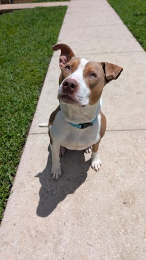 Bouillon, American Pit Bull Terrier Mix, young, available for adoption