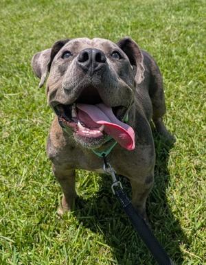Zulu, Bully American  - Standard Mix, young, available for adoption