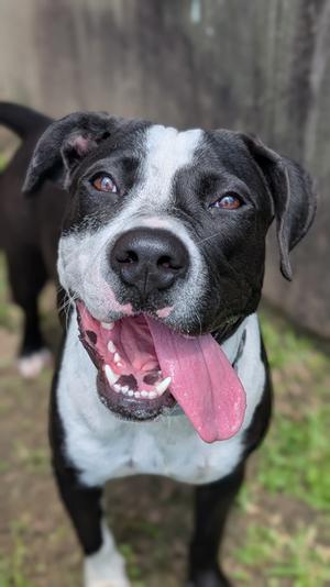 Pepper, American Pit Bull Terrier Mix, young, available for adoption