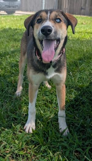 Catness, Mixed Breed, young, available for adoption
