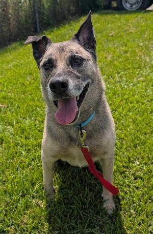 Bullet, German Shepherd Dog Mix, senior, available for adoption