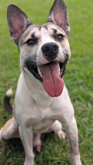Eugene, Alaskan Husky Mix, young, available for adoption