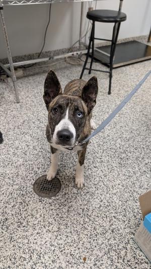 A brindle and white dog with pointed ears and blue eyes, wearing a leash, standing on a speckled floor.
