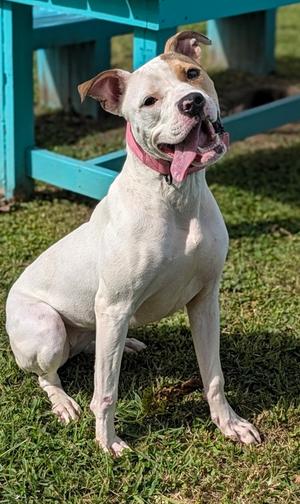 Snowy, American Pit Bull Terrier Mix, young, available for adoption