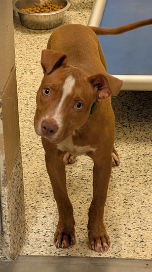 Pork chop, American Pit Bull Terrier Mix, puppy, available for adoption