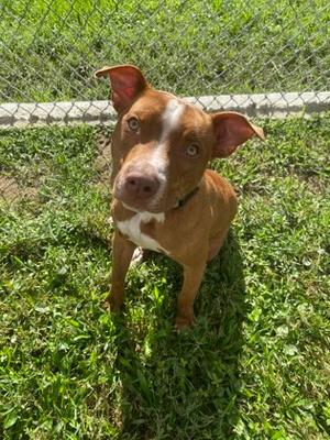 Pork chop, American Pit Bull Terrier Mix, young, available for adoption