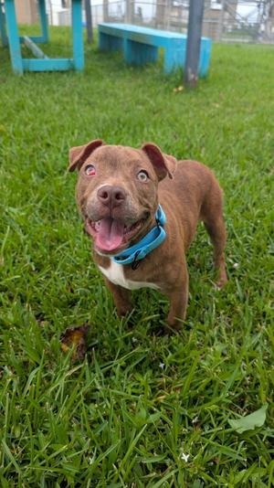 A brown dog with a blue collar standing on grass, looking up with its mouth open and tongue out.