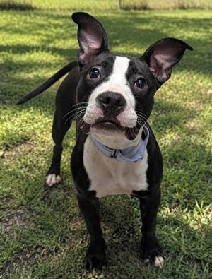 Lizzo, American Pit Bull Terrier Mix, young, available for adoption