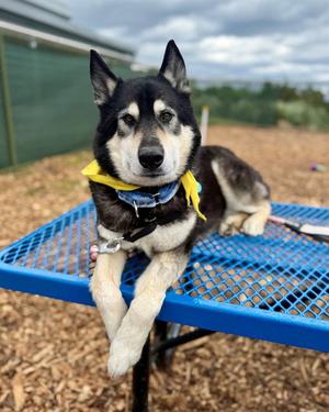 BILL NYE, Siberian Husky / German Shepherd Dog, senior, available for adoption