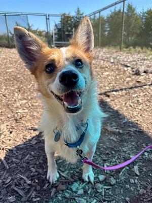 EQUINOX, Cardigan Welsh Corgi, senior, available for adoption