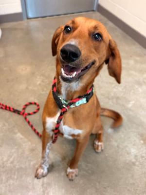 BUCKY, Hound, young, available for adoption