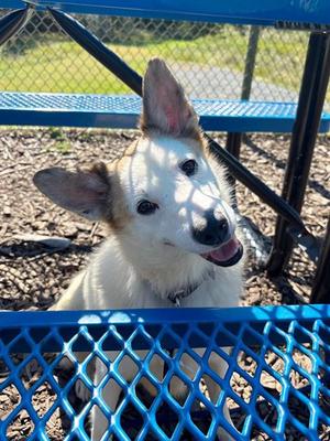 PEGASUS, Australian Shepherd, adult, available for adoption