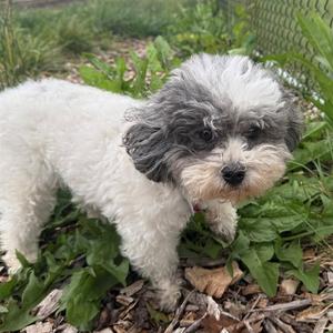 CAPRI, Shih Tzu / Poodle (Miniature), adult, available for adoption