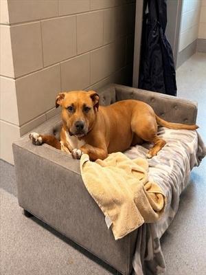 SKYE, Pit Bull Terrier, adult, available for adoption