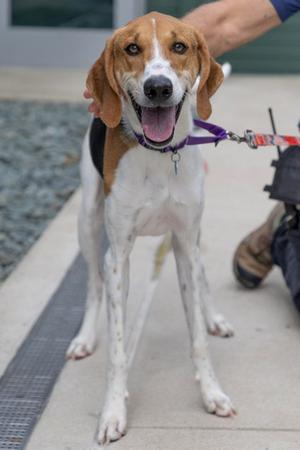 ROSCOE, American Foxhound, young, available for adoption