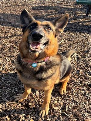 LUNA, German Shepherd Dog, adult, available for adoption