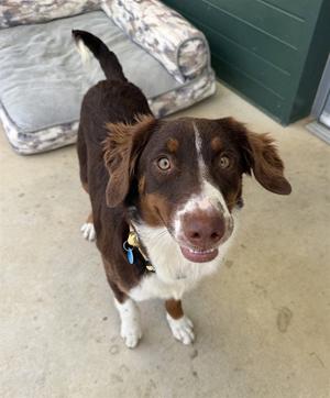 MONDAY, Australian Shepherd, young, available for adoption