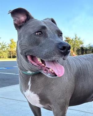 DONNY, Pit Bull Terrier, adult, available for adoption