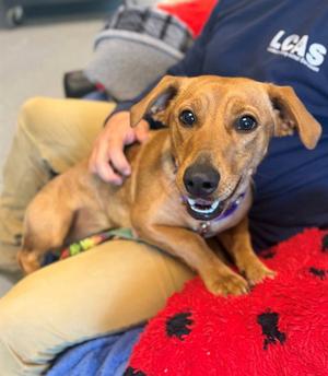 CANELA, Dachshund, young, available for adoption