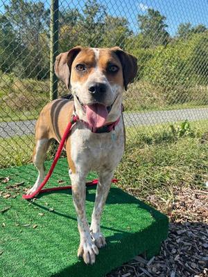 MABLE, Hound, adult, available for adoption