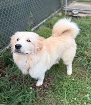 TRIVOR, Great Pyrenees, young, available for adoption