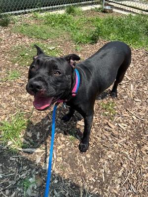 RUMI, Pit Bull Terrier, adult, available for adoption