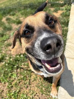SULLY, German Shepherd Dog, adult, available for adoption