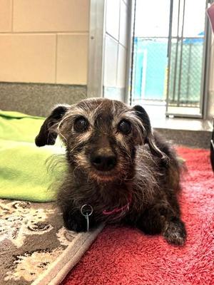GRAMS, Terrier, senior, available for adoption