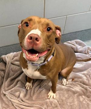 ALLEGRA, American Pit Bull Terrier, adult, available for adoption