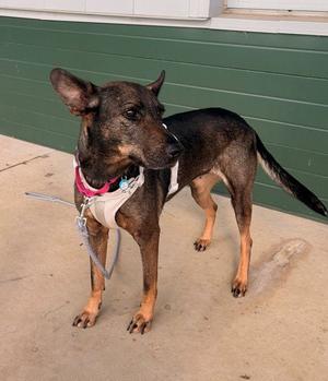 LOVA, Belgian Shepherd Malinois / German Shepherd Dog, adult, available for adoption