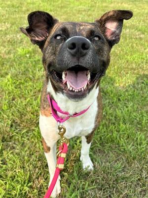 LOLA, Pit Bull Terrier, adult, available for adoption