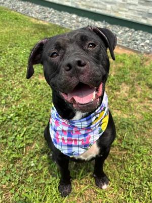 SHURI, Pit Bull Terrier, adult, available for adoption