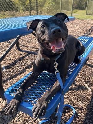 BARKLEY, Labrador Retriever, adult, available for adoption