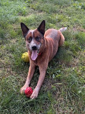 A brown dog with pointed ears and a red collar is lying on a grassy field, holding a red ball in its front paws. A yellow ball is visible behind the dog.