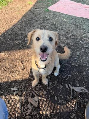 RYDER, Terrier, adult, available for adoption