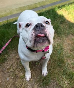 SNOE, American Pit Bull Terrier, senior, available for adoption
