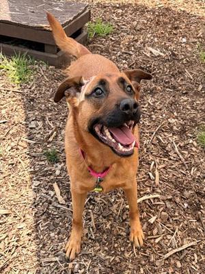 ROXI, German Shepherd Dog, senior, available for adoption